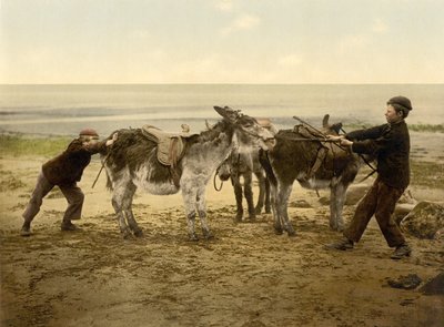 Donkeys on Beach (c.1890 - 1900) by English Photographer